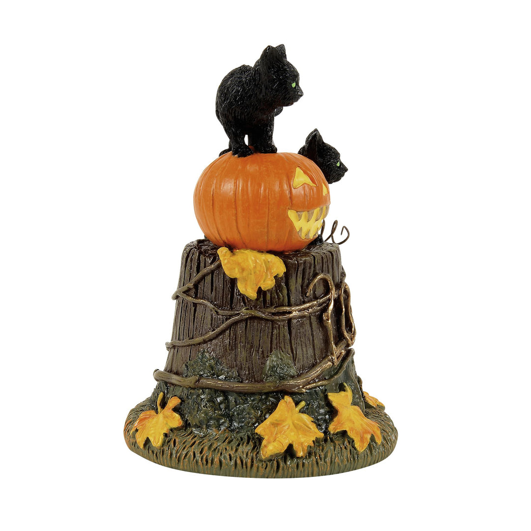 50th Feline Noir, 2026